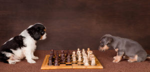 Partypoker is running Battle of the Minds on March 11 poker and chess pros teaming up to battle it out on the chess board and poker felt.