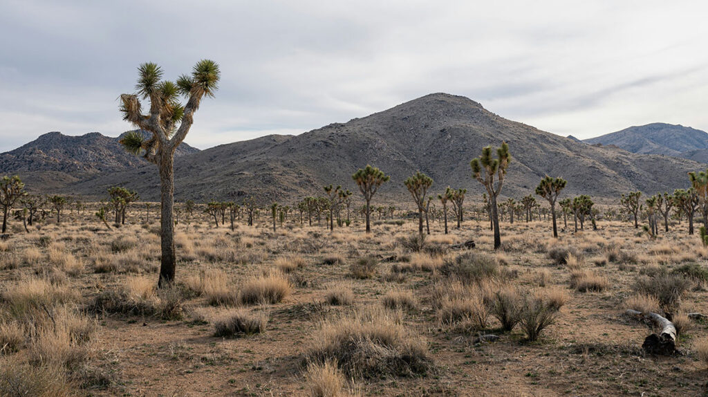 Joshua Tree National Park, California