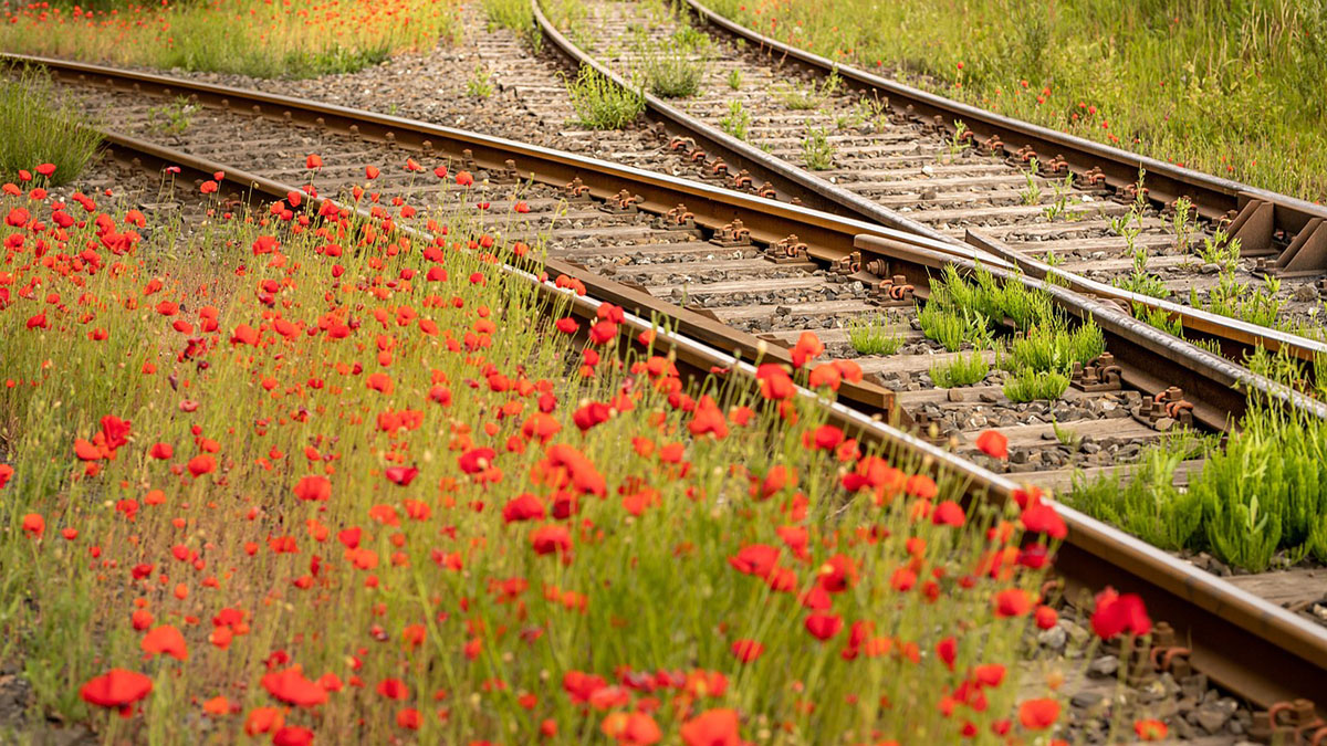 Two sets of train tracks merging in a field full of flowers.