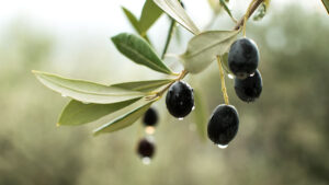 The olive branch is a symbol of peace and forgiveness.