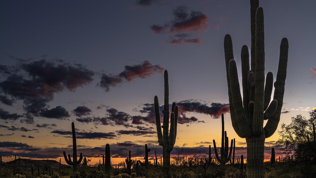 Saguaro Cactus Arizona