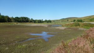 A dried up pond.