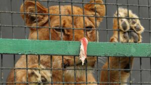 Lion in a cage