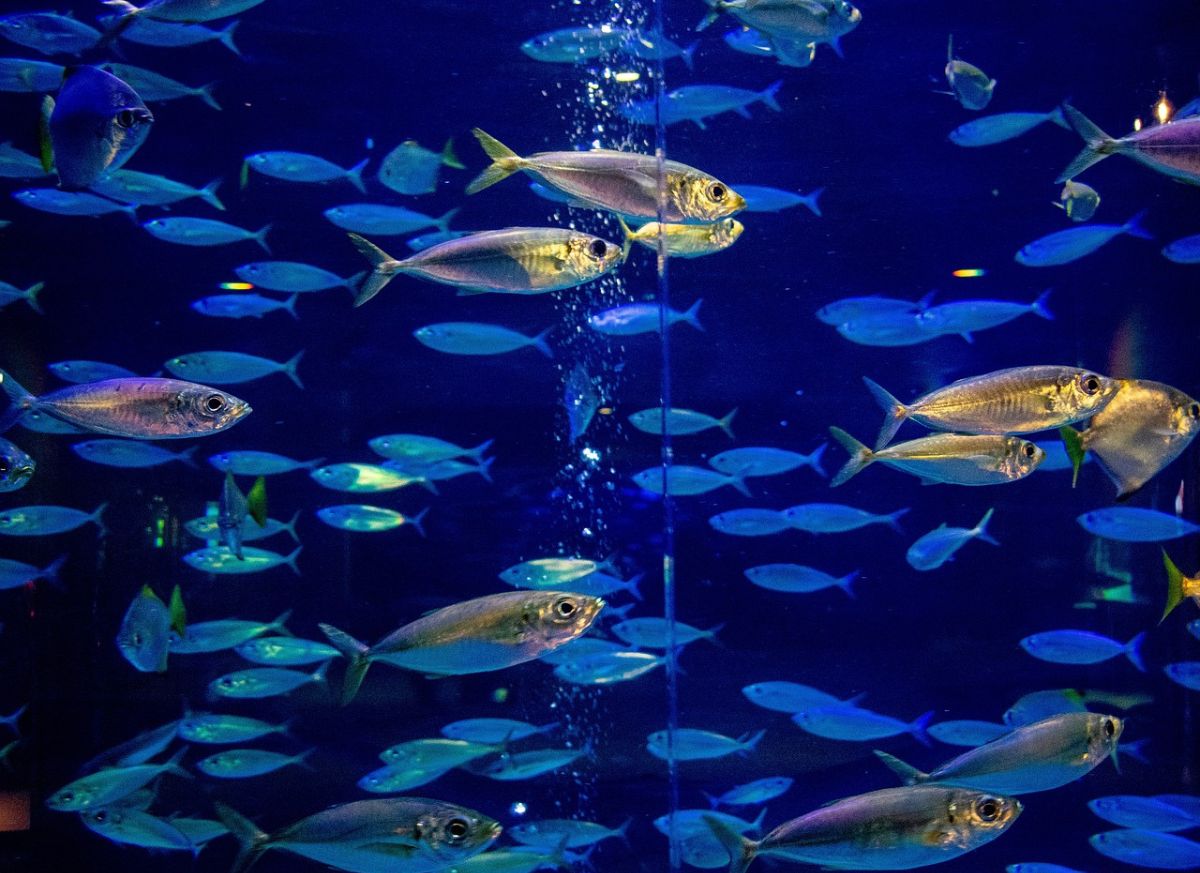 Fish