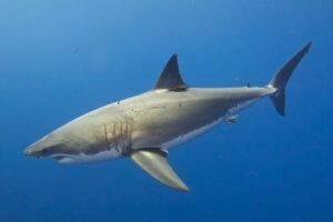 A great white shark
