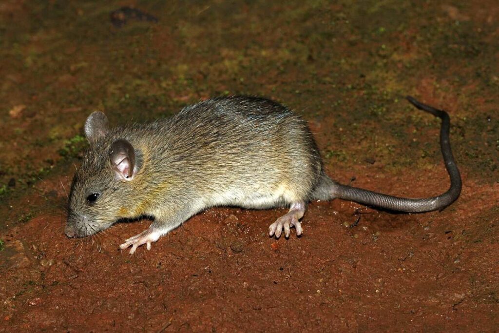 A rat